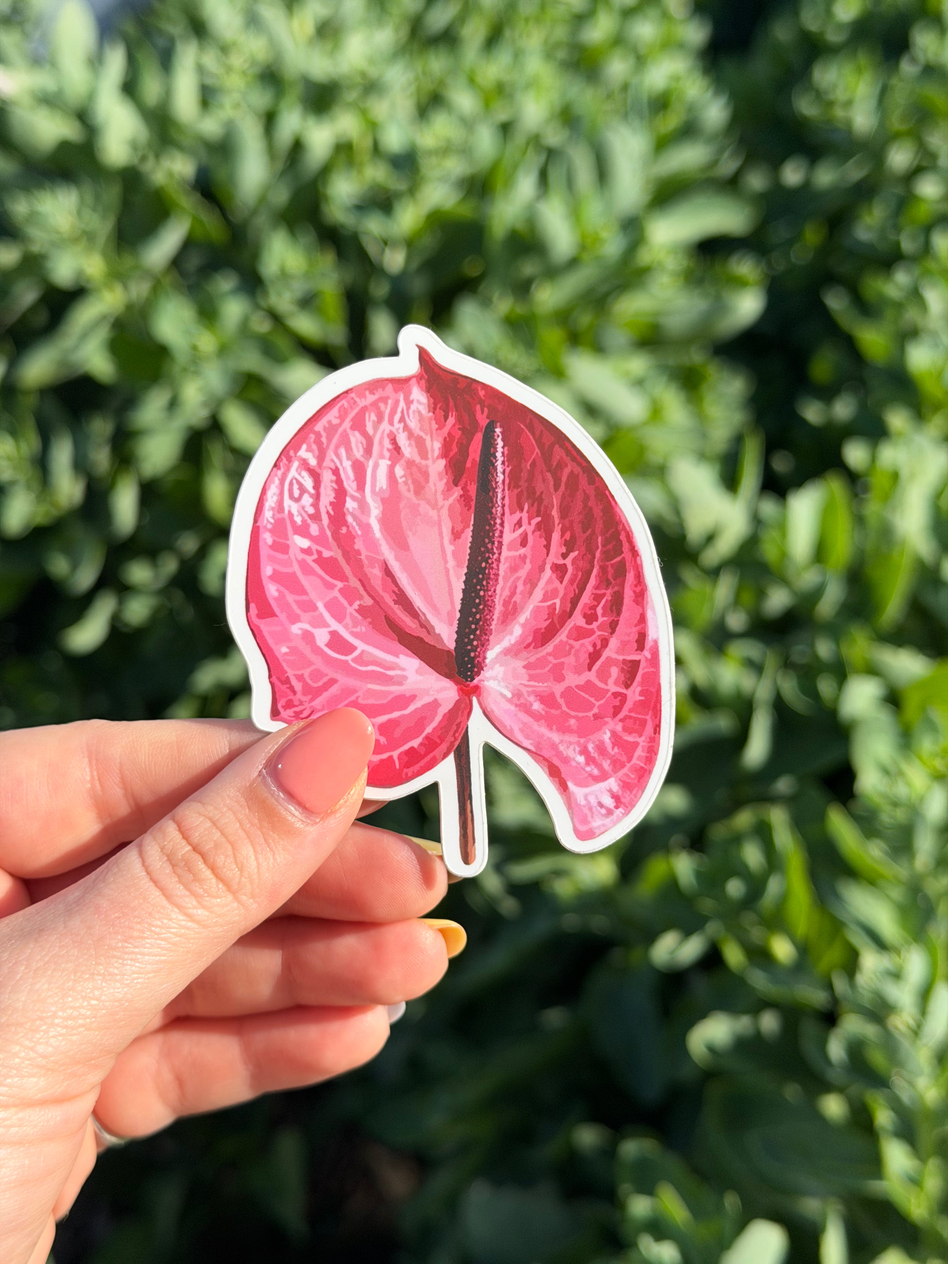 Pink Anthurium Vinyl Sticker