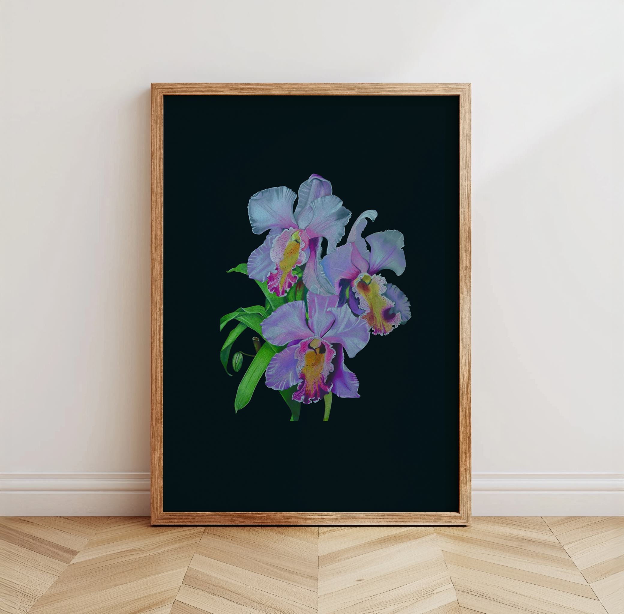 Midnight Orchid